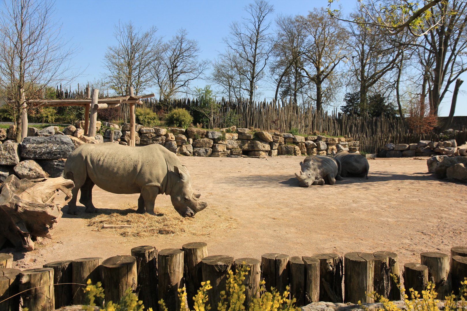White Rhino enclosure (April 2019)