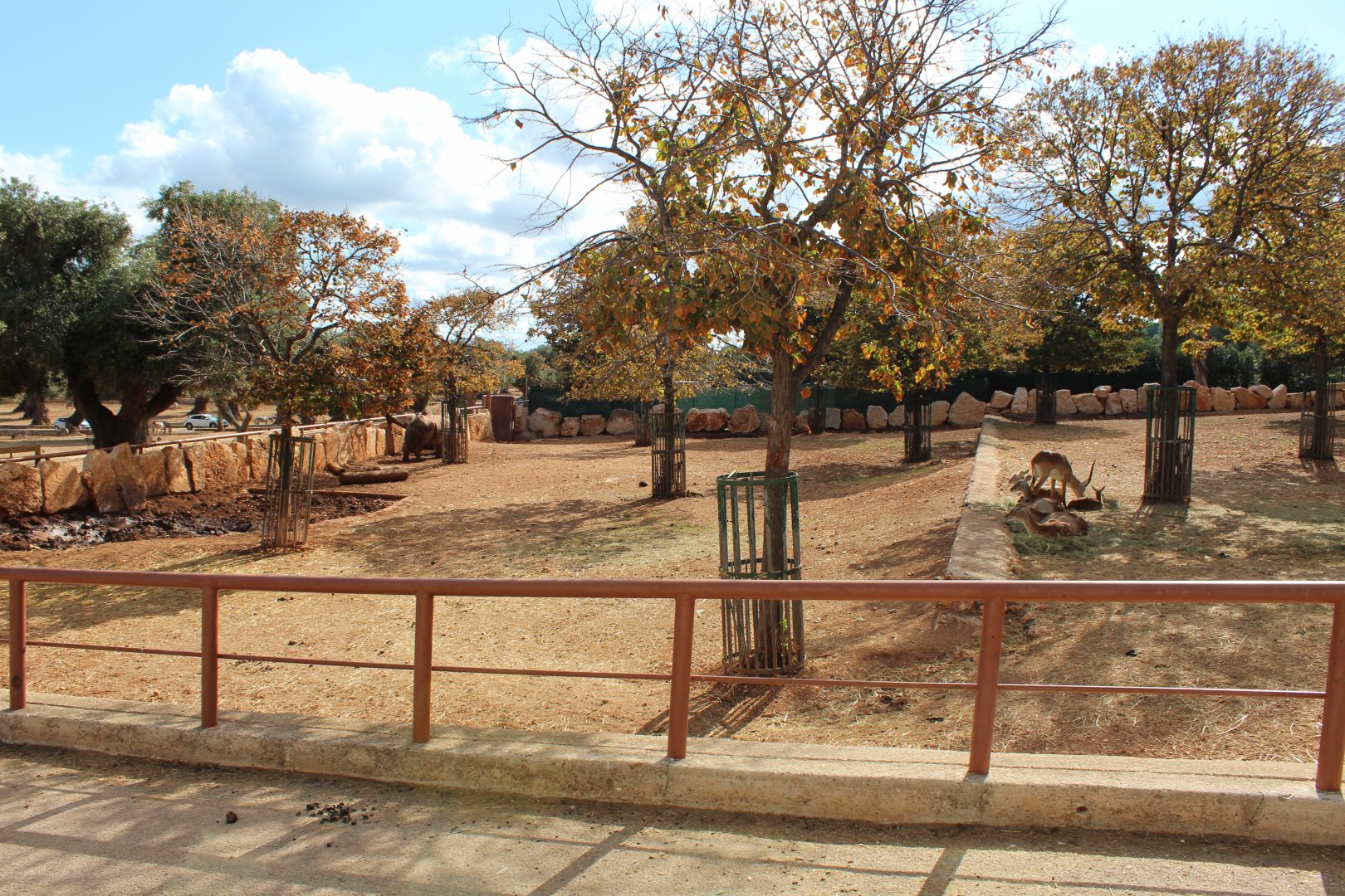 White Rhino Enclosure - Oct 2019