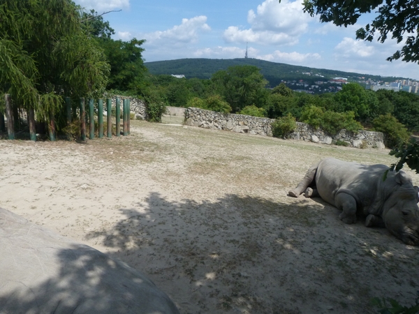 White Rhino enclosure