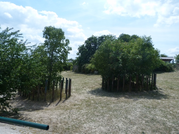 White Rhino enclosure