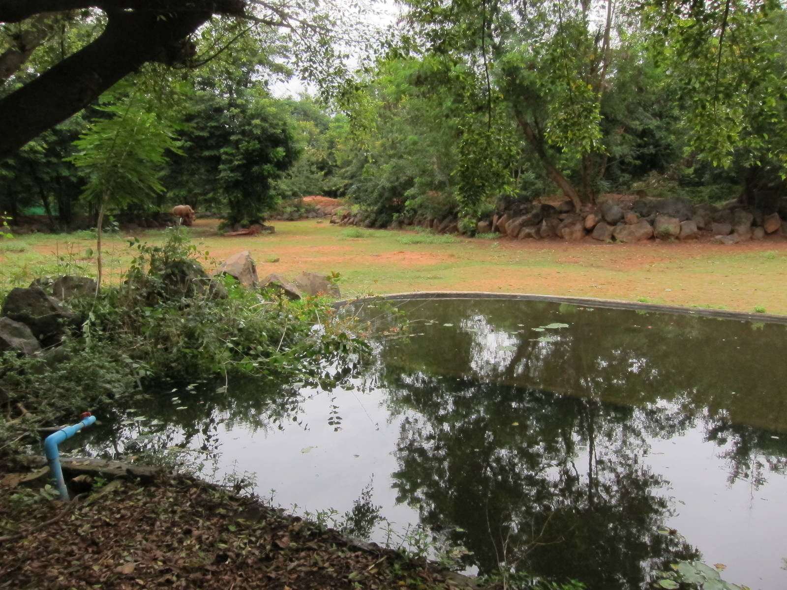 White Rhino Enclosure