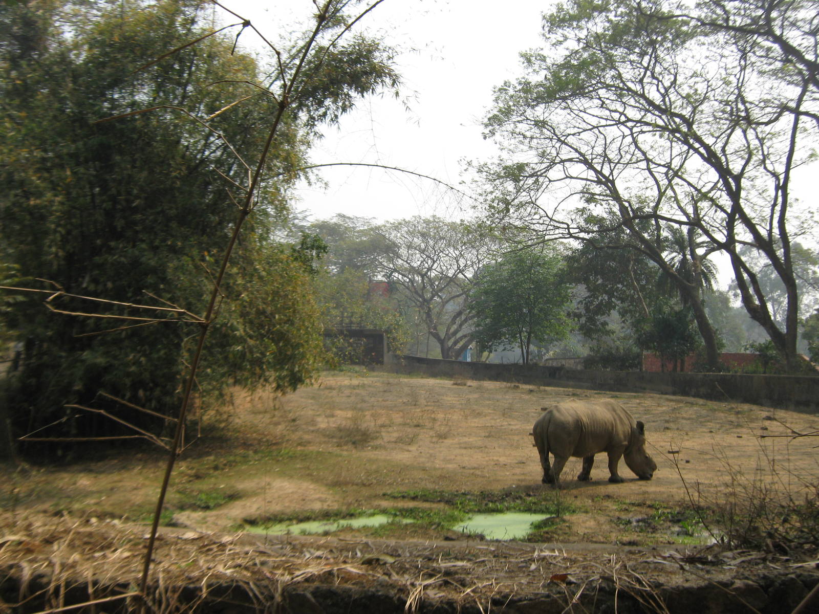 white rhino enclosure