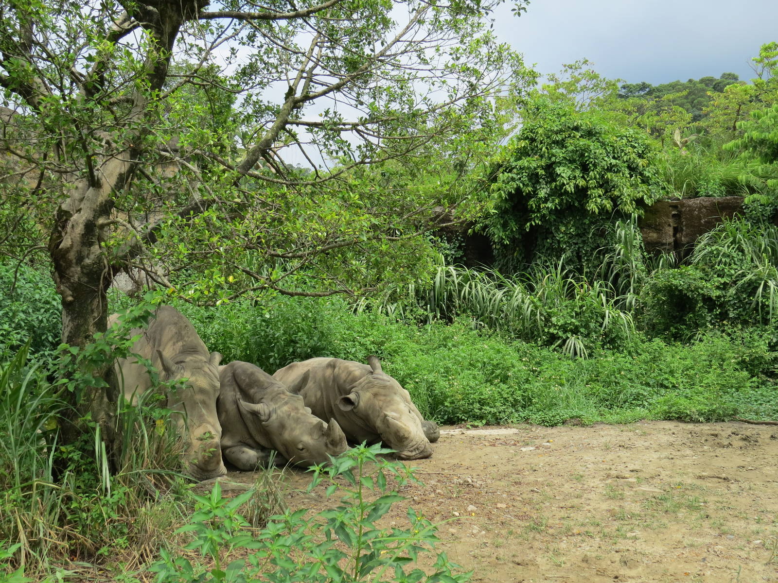 White Rhino enclosure