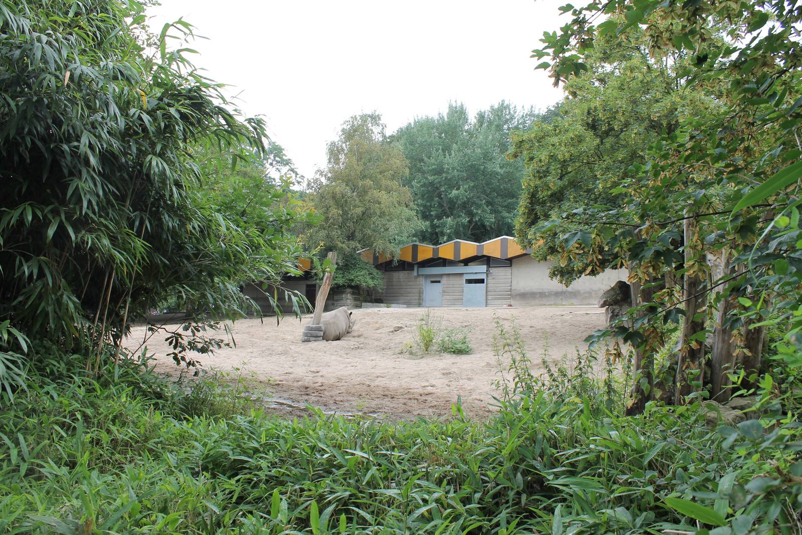 White rhino enclosure