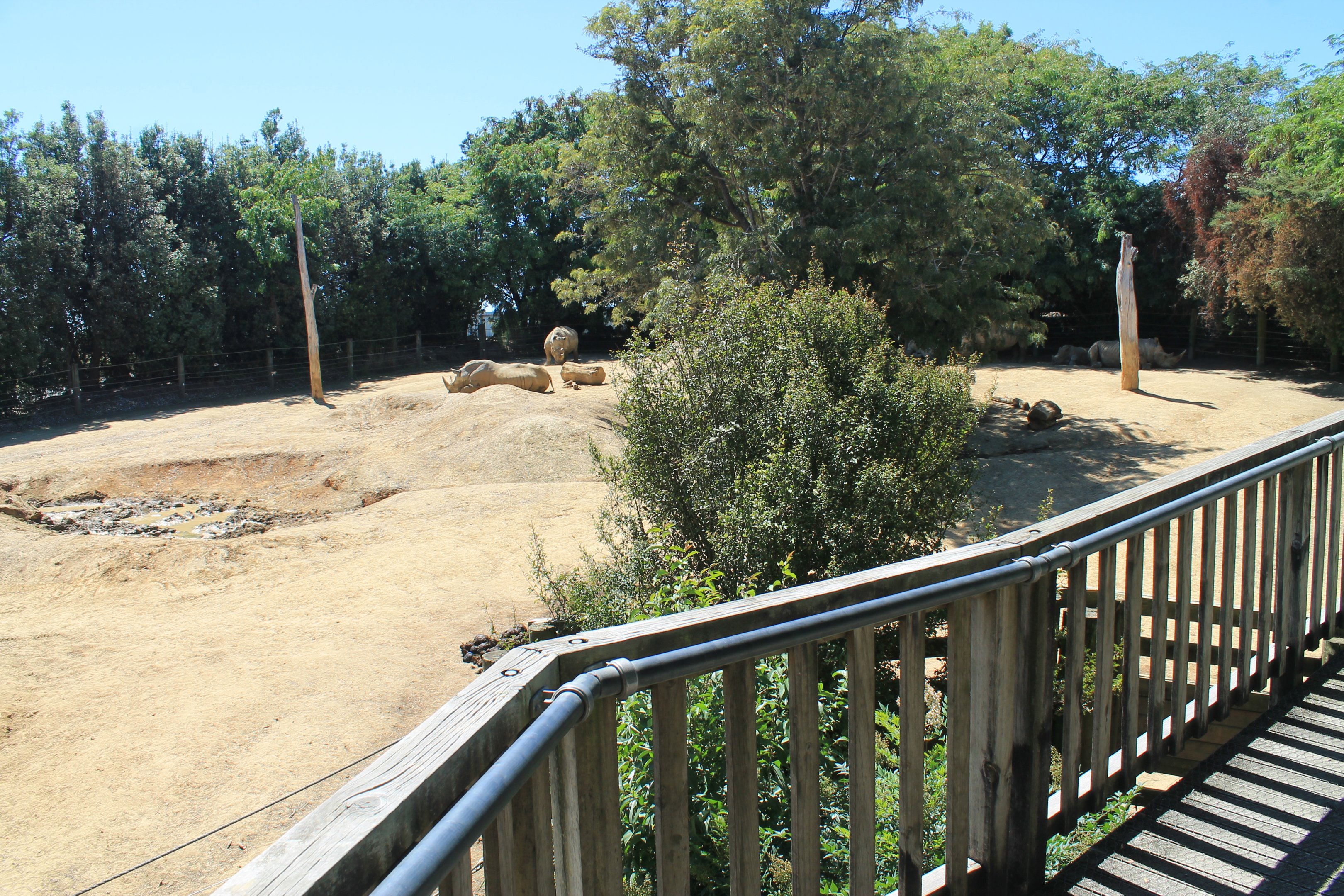 White Rhino enclosure