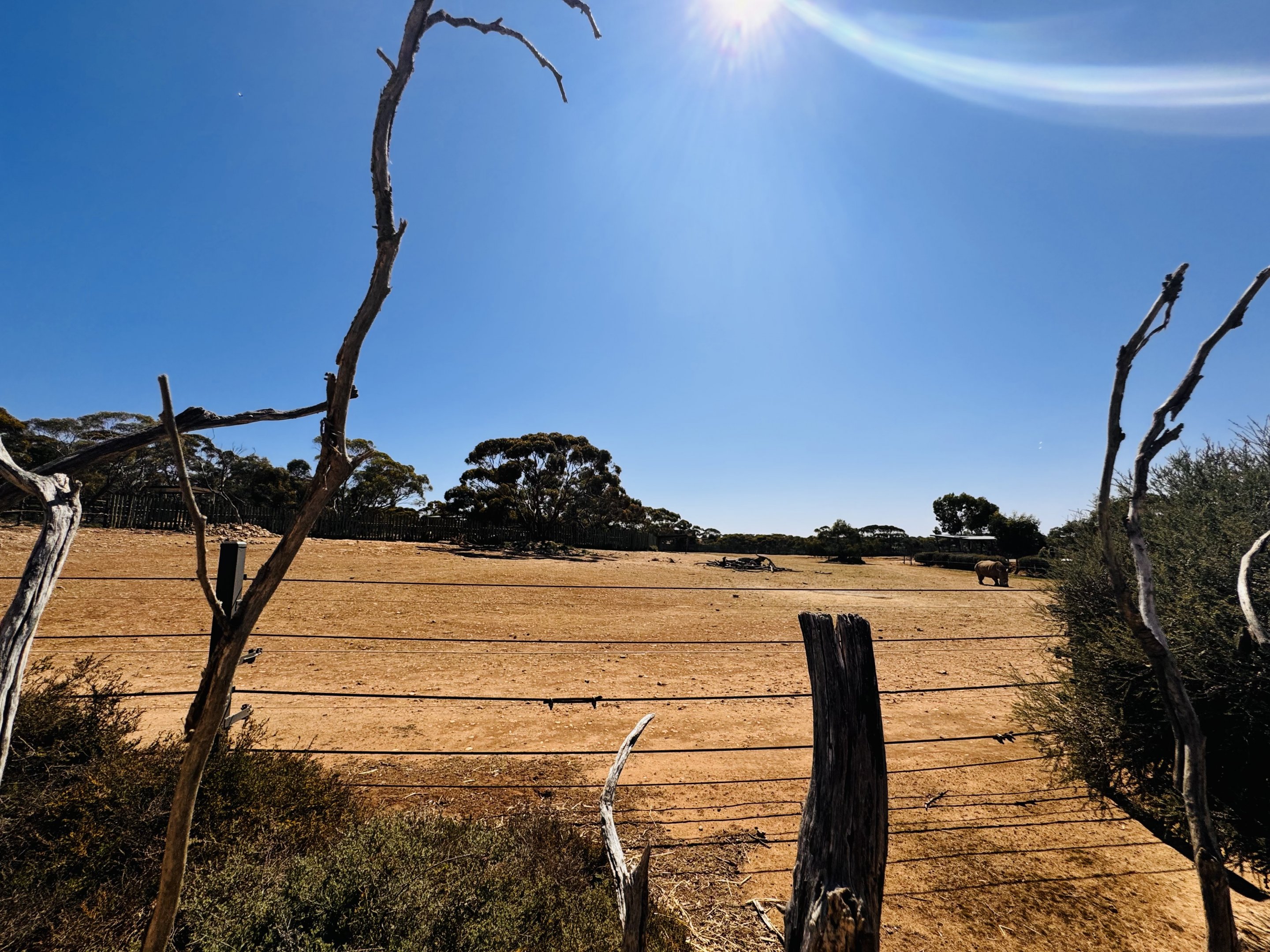 White rhino enclosure