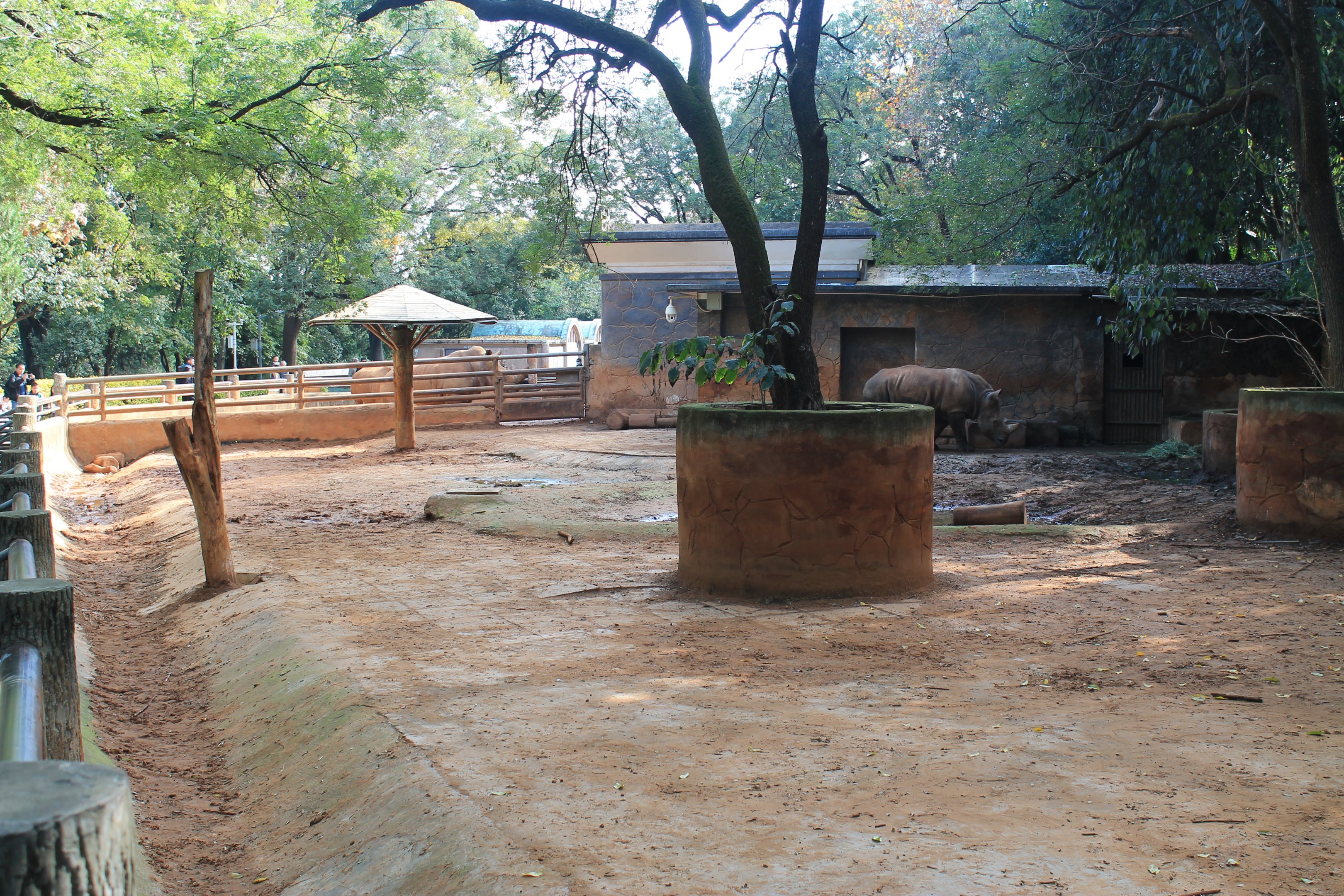 White Rhino enclosure