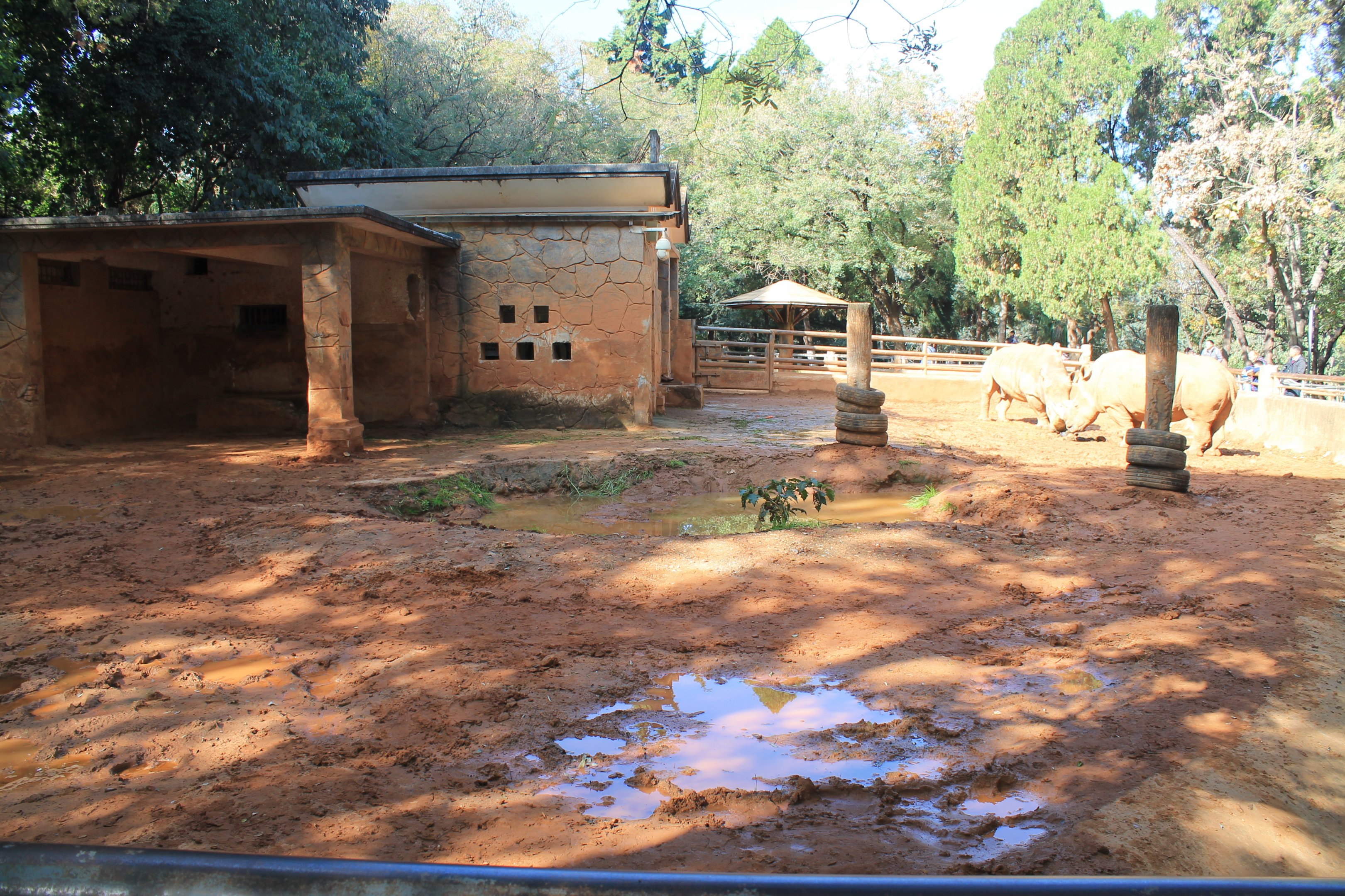 White Rhino enclosure