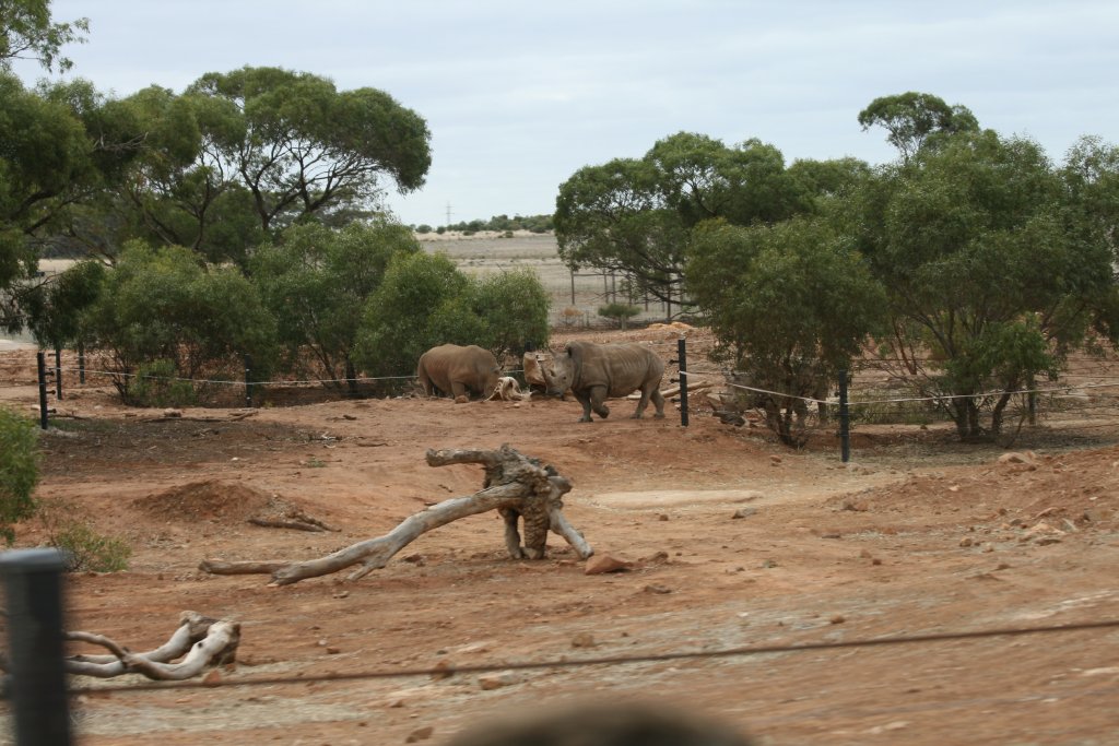 White Rhino enclosure