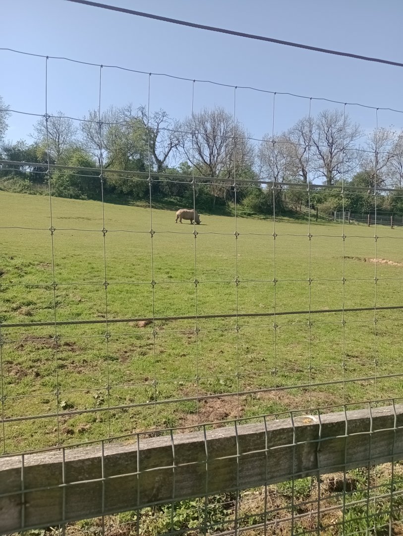 White rhino enclosures