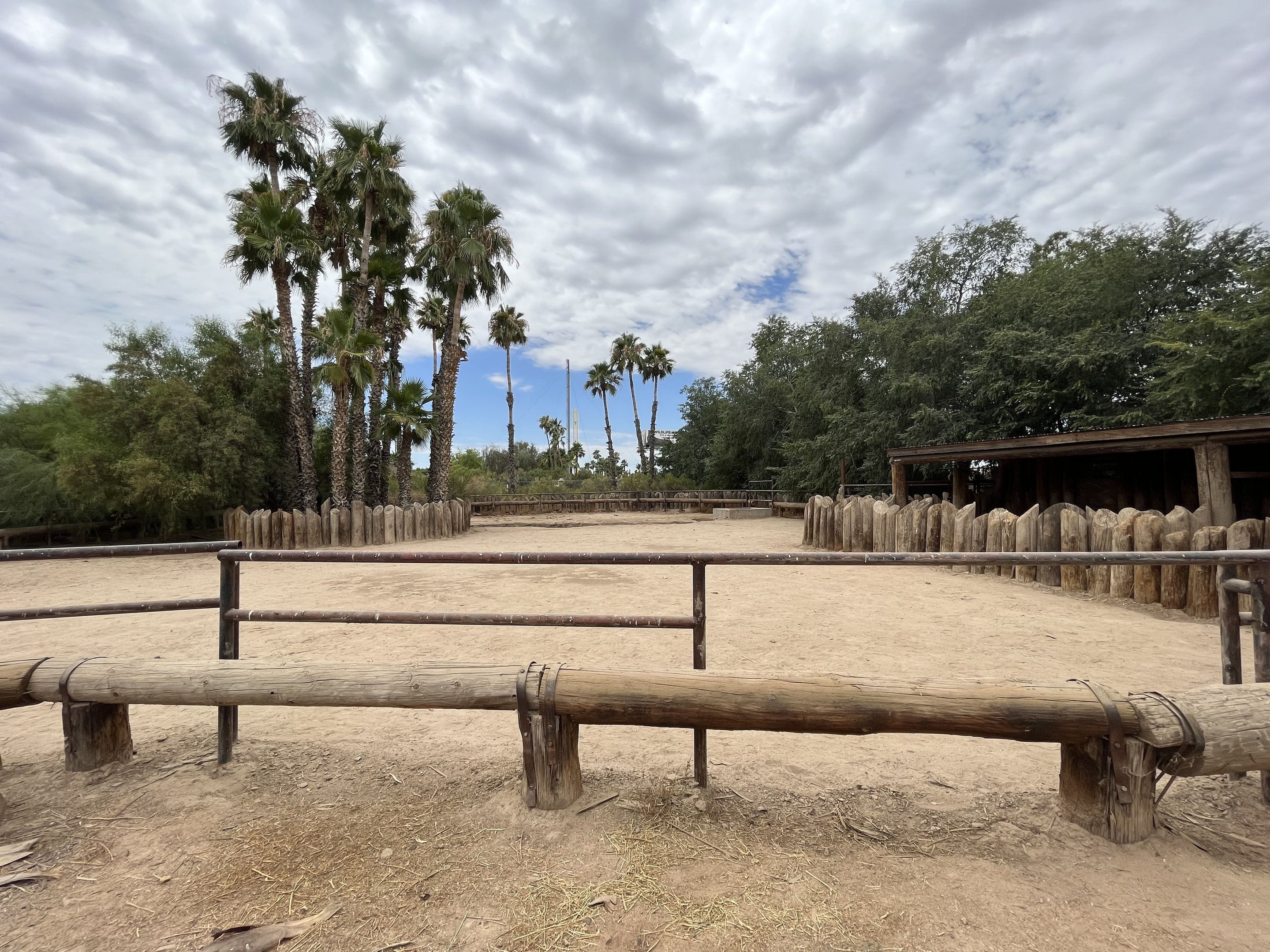 White Rhino Exhibit #1