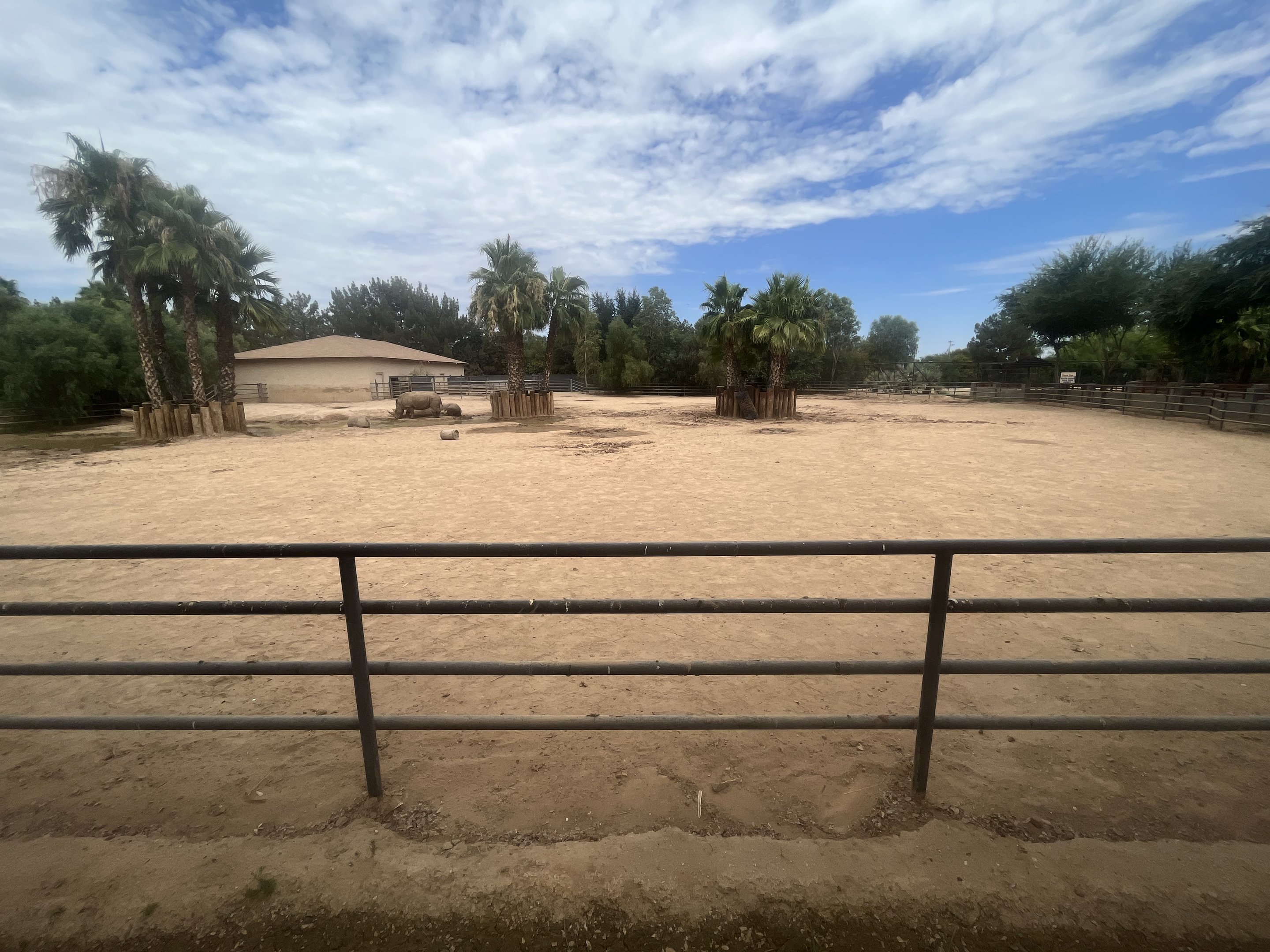 White Rhino Exhibit #2