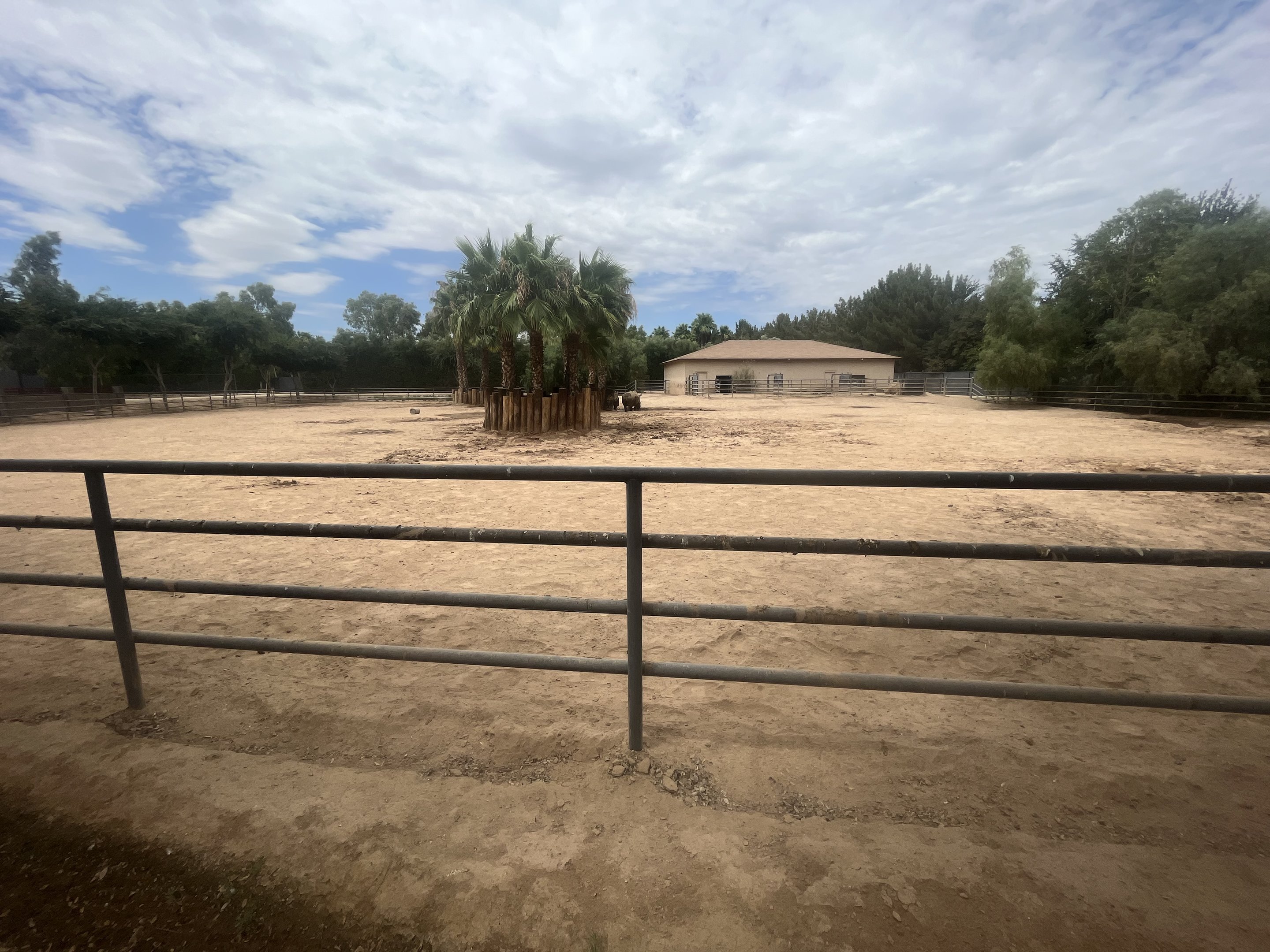 White Rhino Exhibit #2