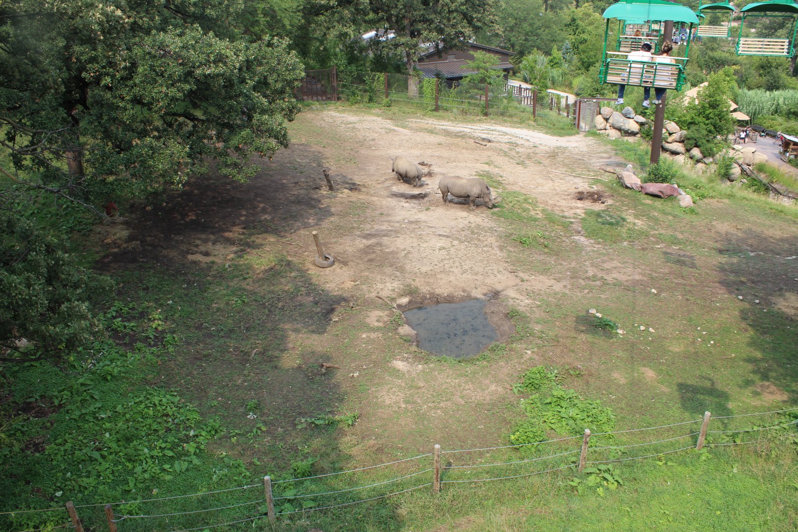 White Rhino Exhibit - African Grasslands (View from Skyfari)