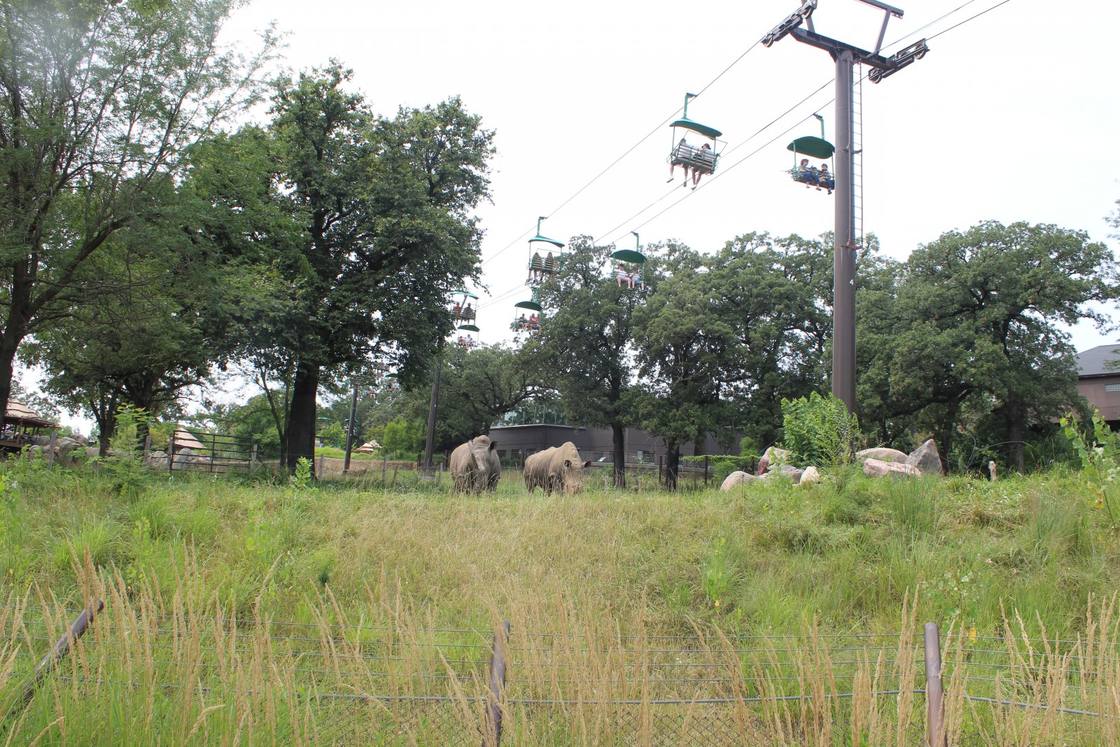 White Rhino Exhibit - African Grasslands