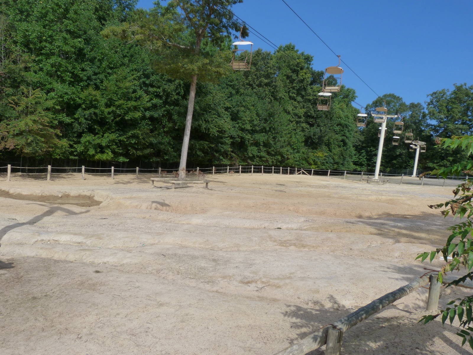 White Rhino Exhibit - August 2014