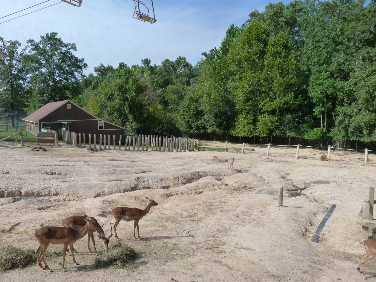 White Rhino Exhibit - August 2014