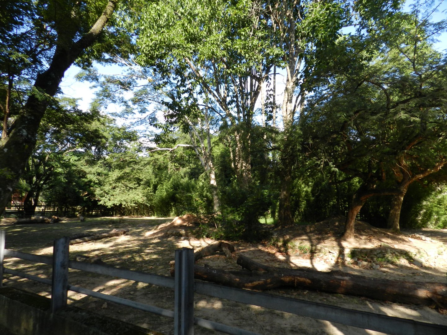 White rhino exhibit - Belo Horizonte zoo