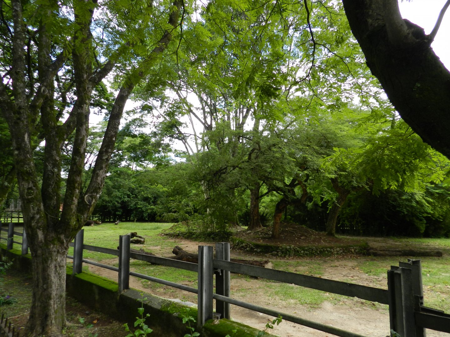 White rhino exhibit - Belo Horizonte zoo