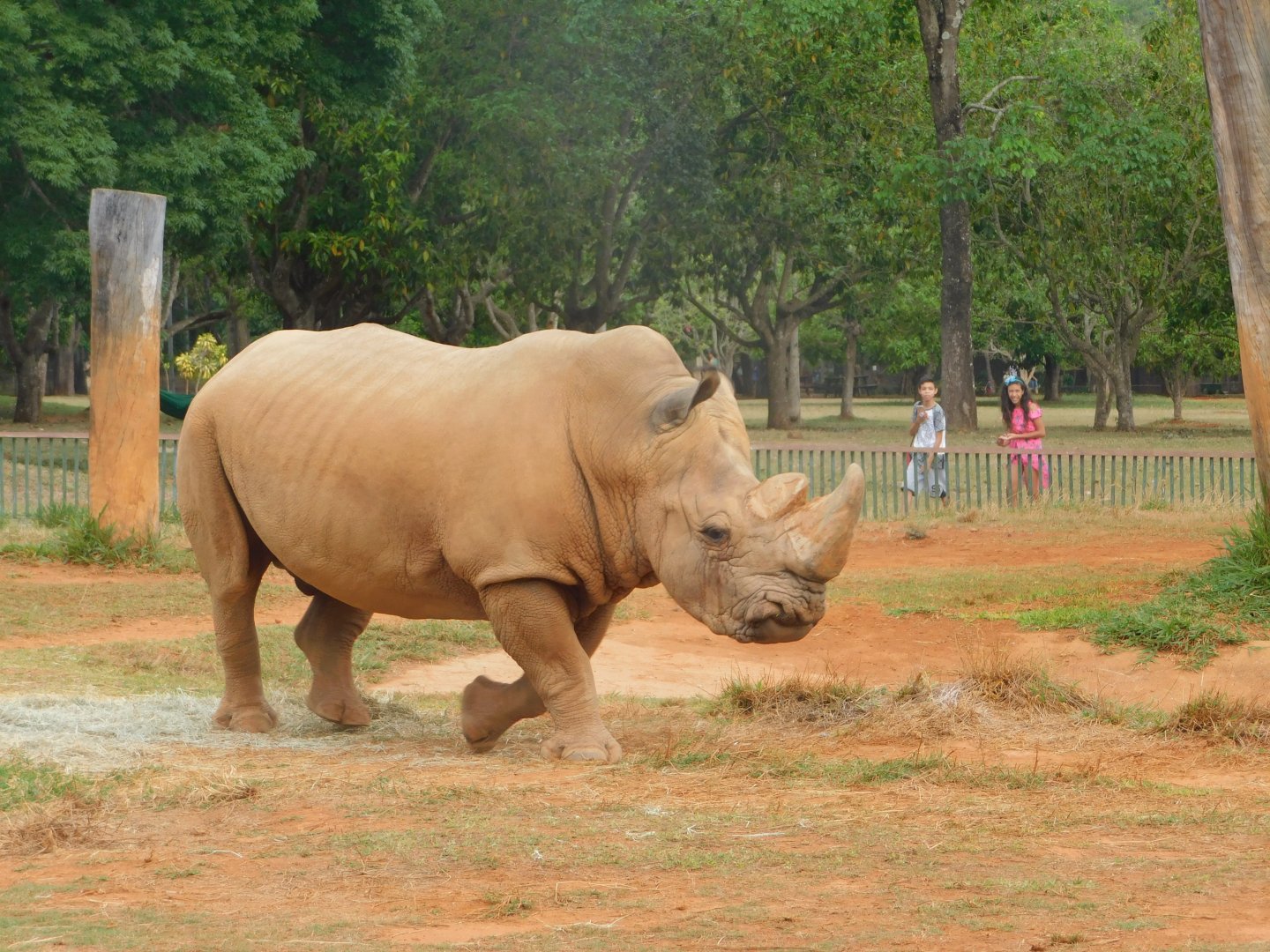 White-rhino exhibit - Brasilia zoo
