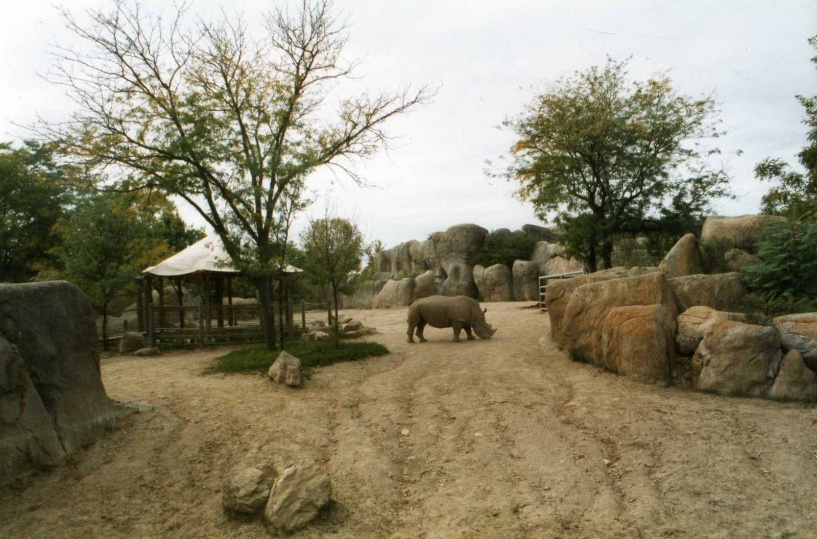 White Rhino Exhibit Detail