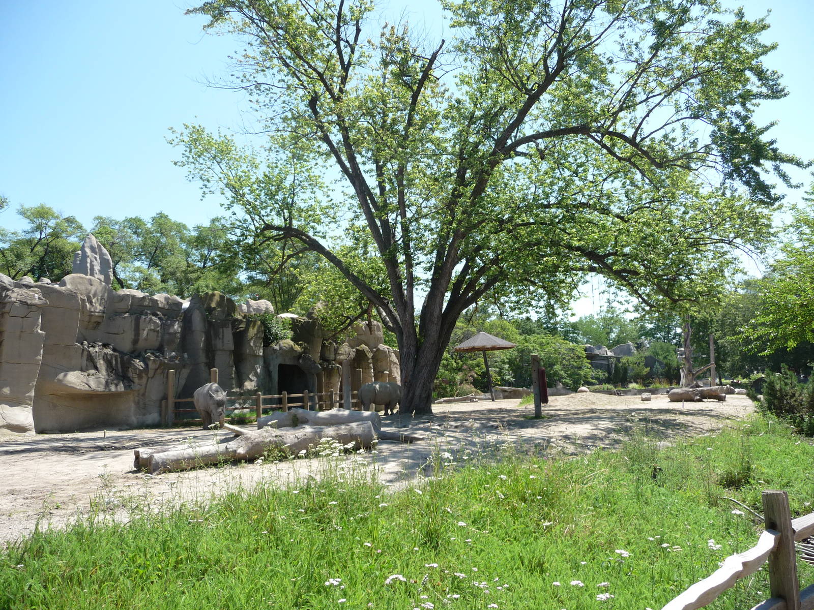White Rhino Exhibit - Detroit Zoo