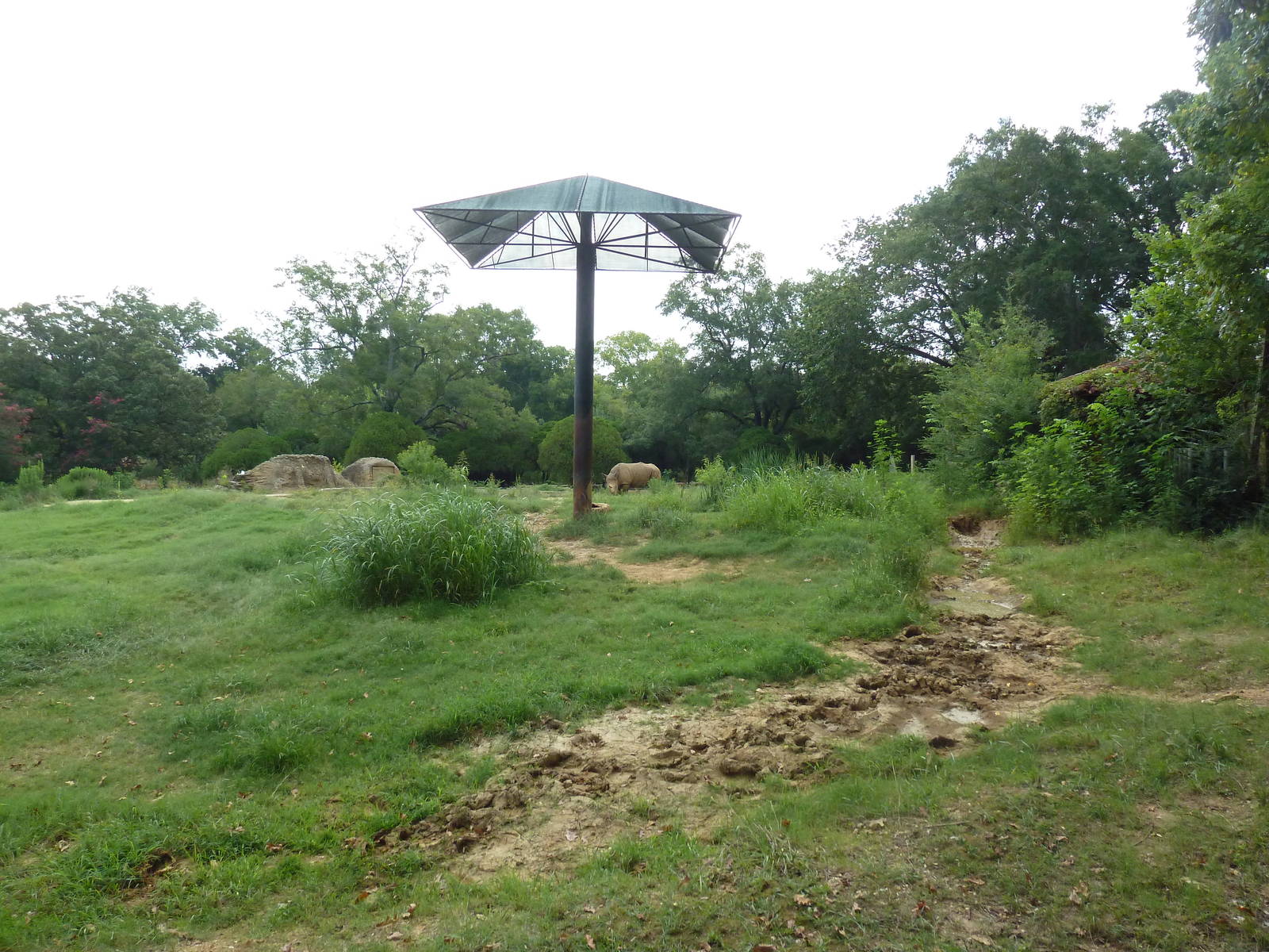 White Rhino Exhibit (former elephant yard)