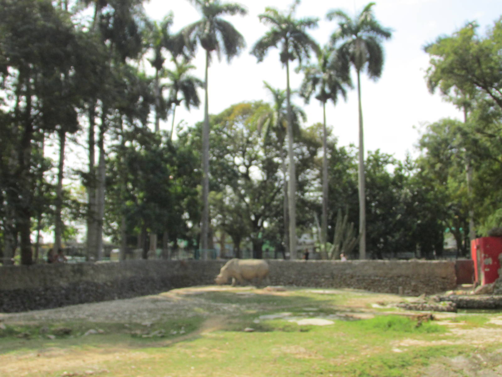 white rhino exhibit havana zoo