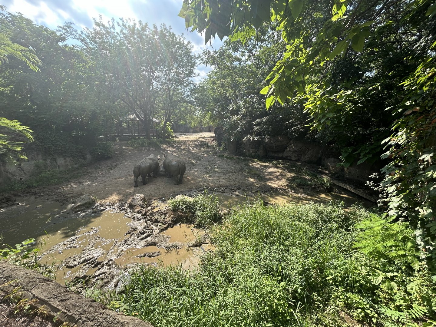 White Rhino Exhibit - Plains