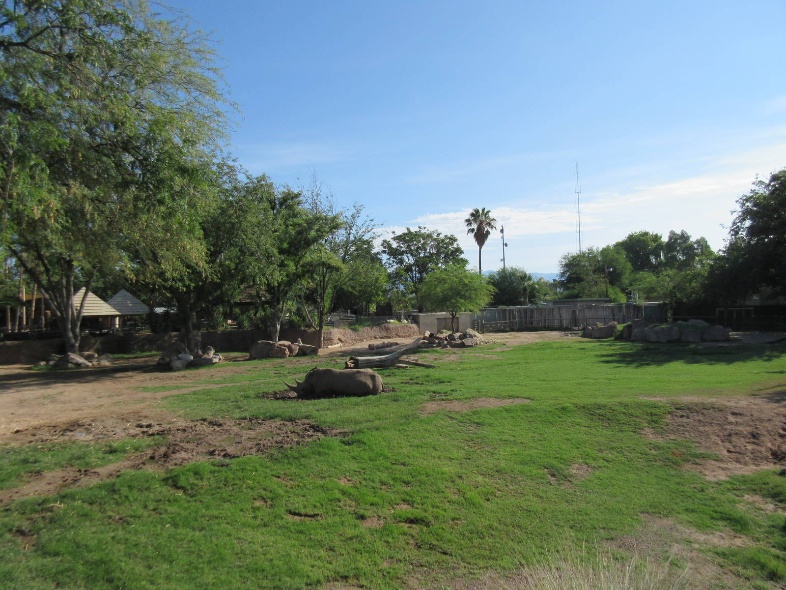 White Rhino Exhibit - superb!