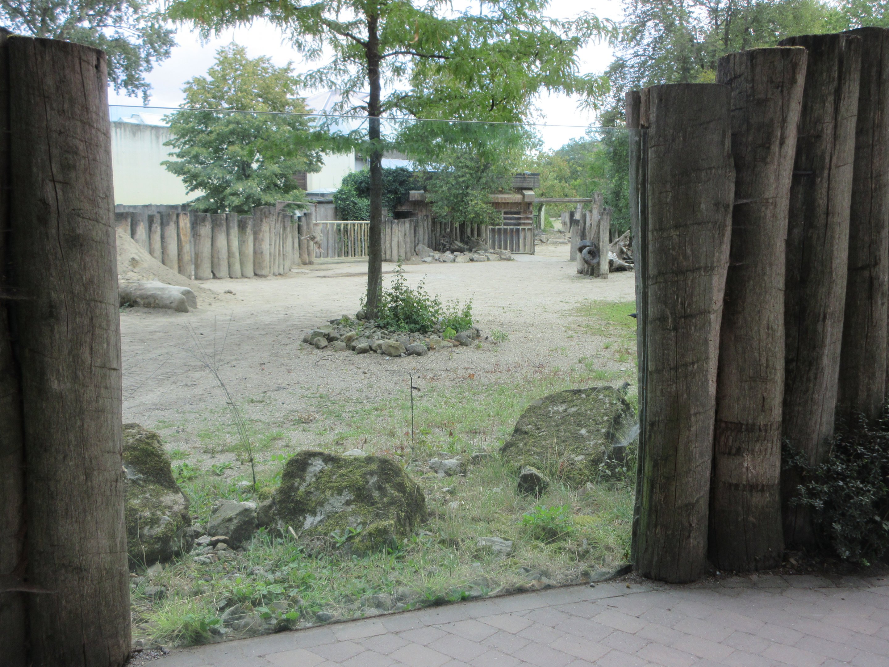 White Rhino Exhibit (with glass!)