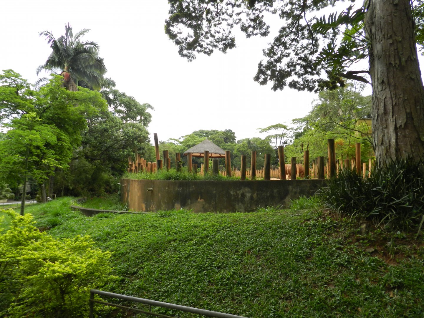 White rhino exhibit - Zoo São Paulo
