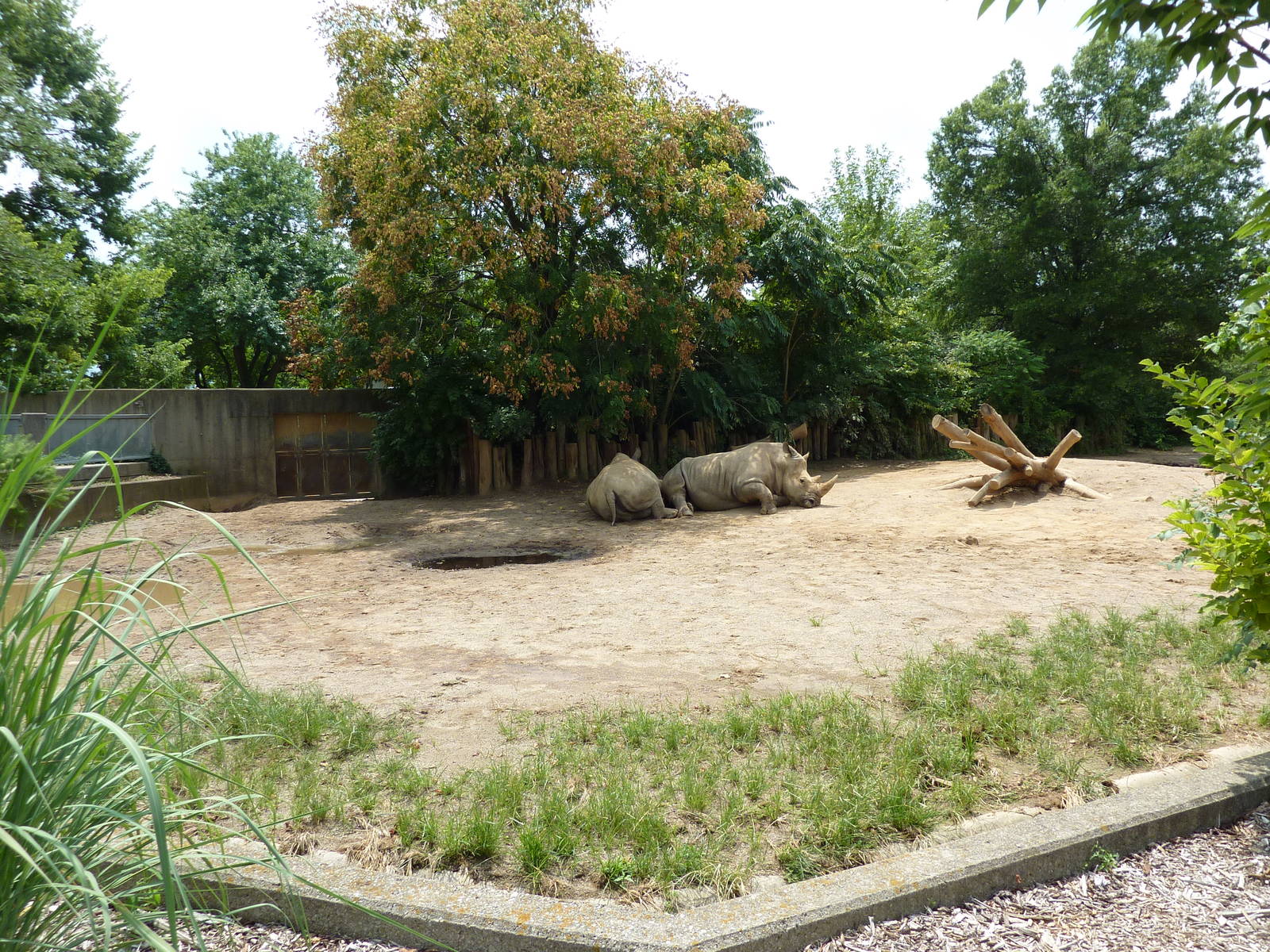 White Rhino Exhibit