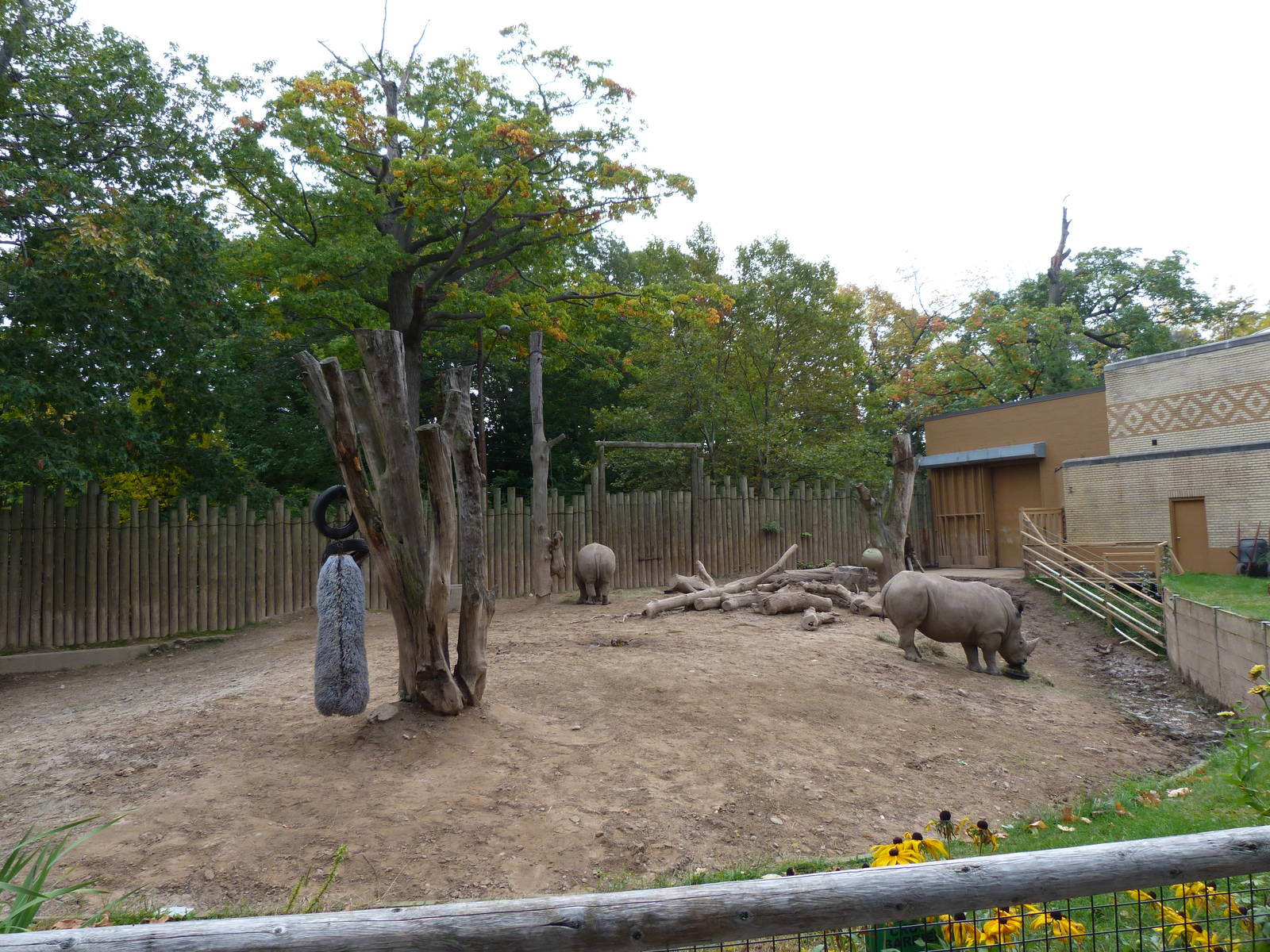 White Rhino Exhibit