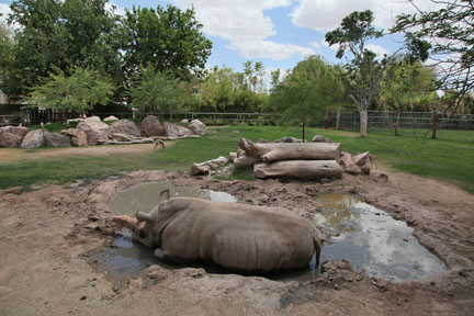 white rhino exhibit