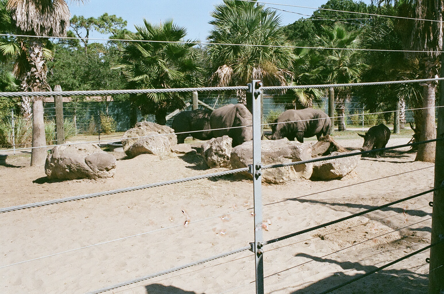 White Rhino Exhibit
