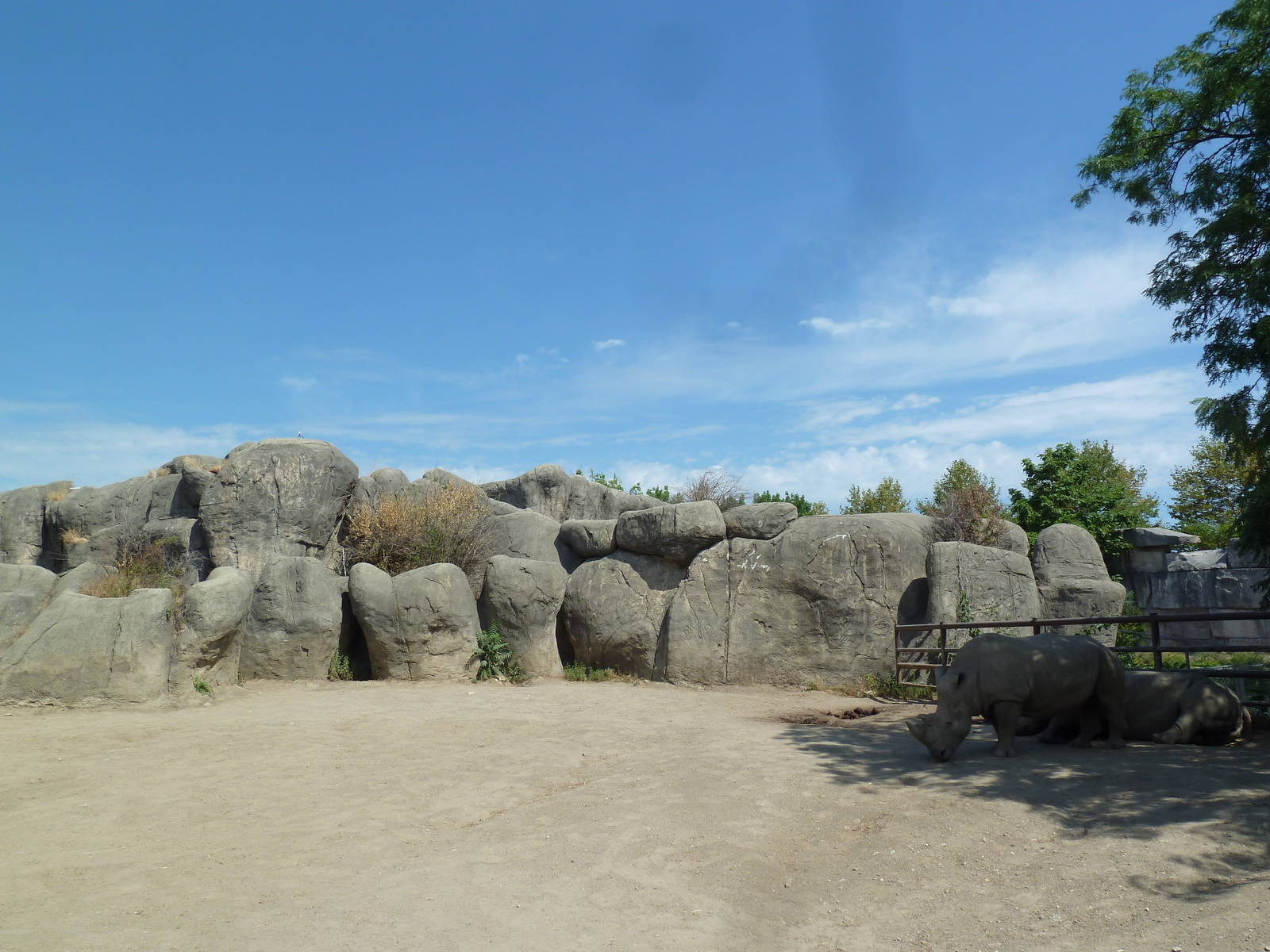 White Rhino Exhibit