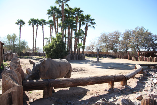 white rhino exhibit