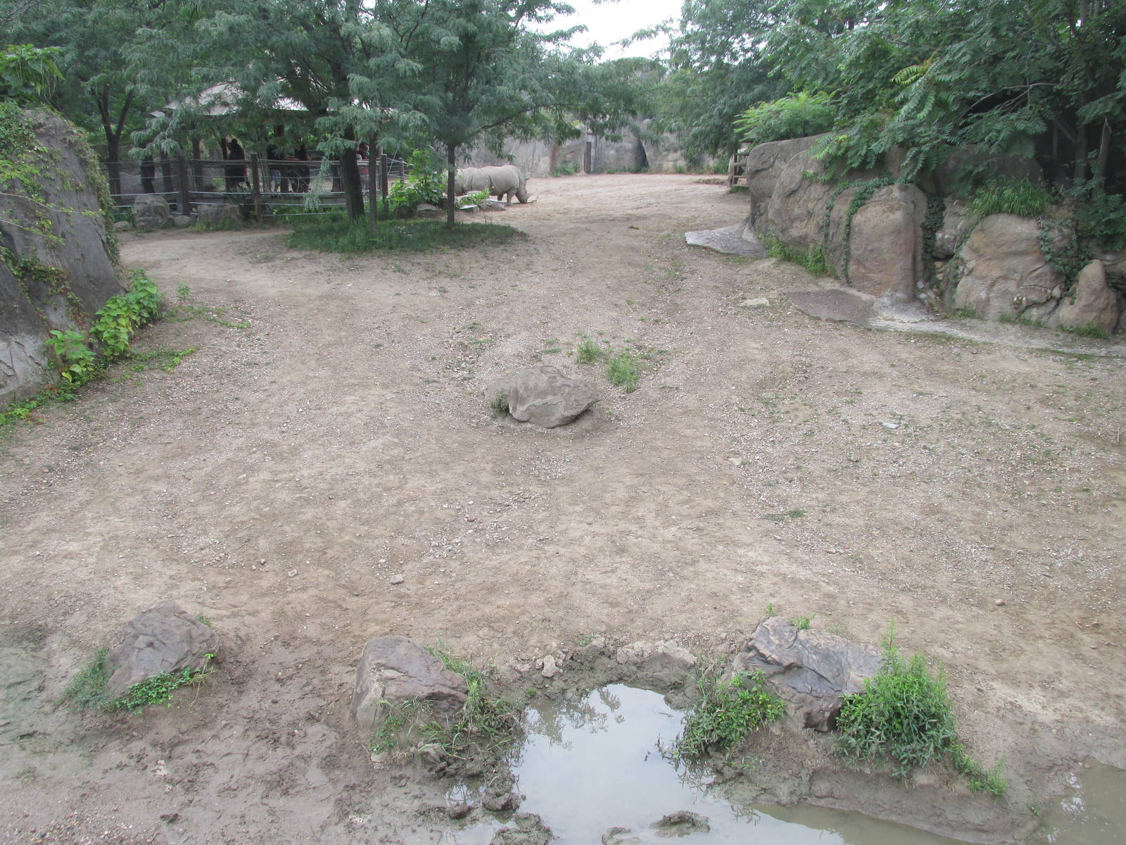 White Rhino Exhibit