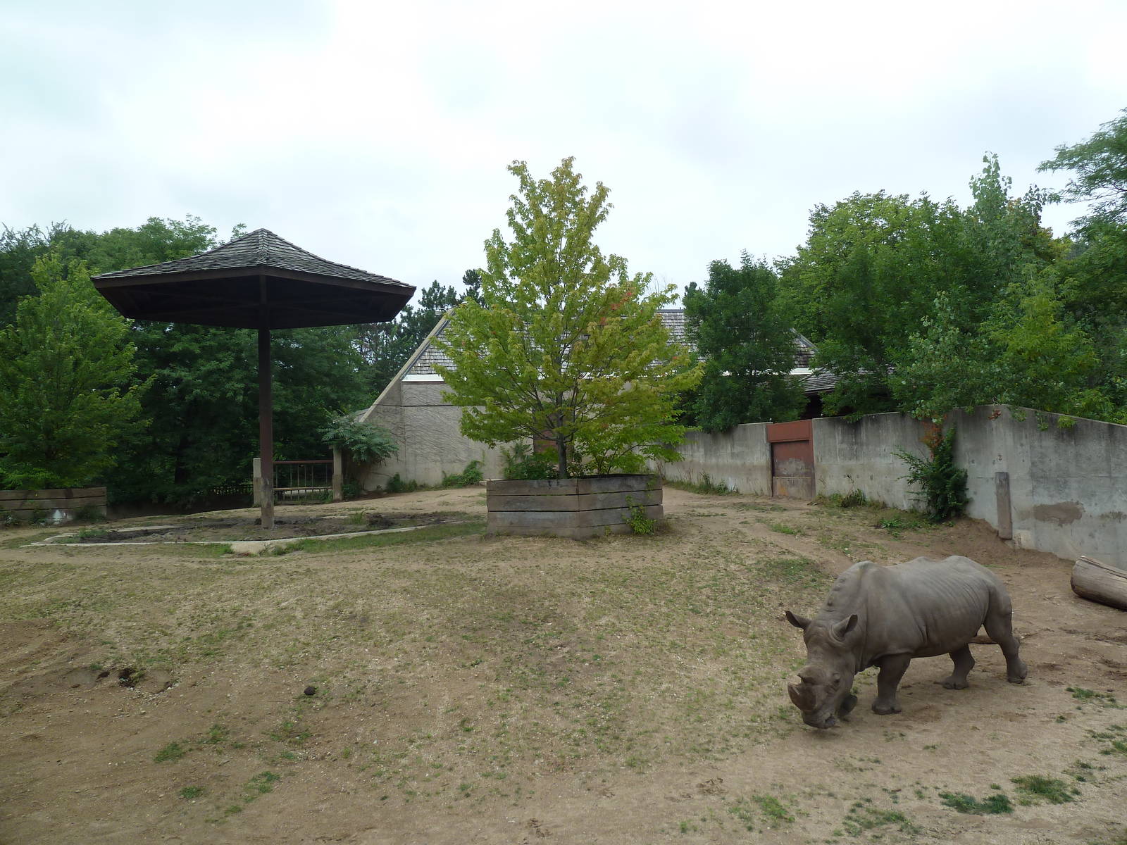White Rhino Exhibit