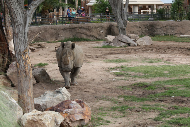 white rhino exhibit