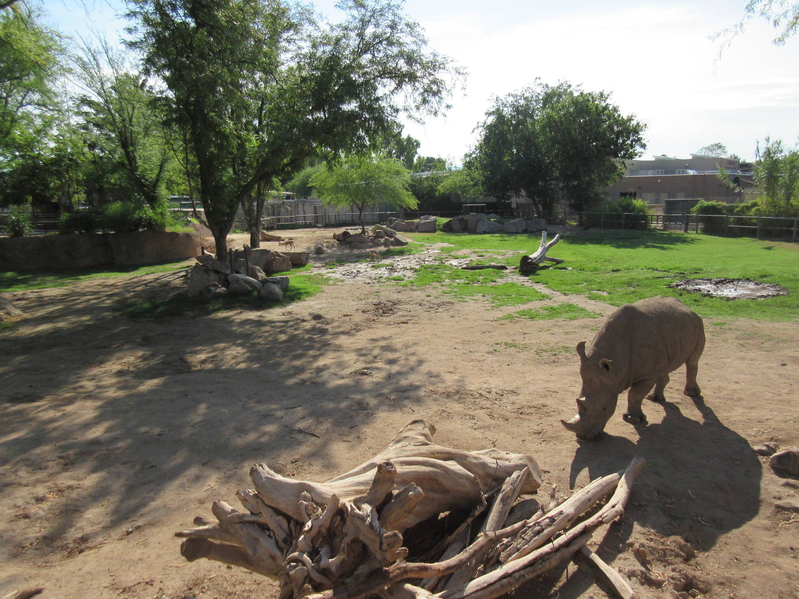 White Rhino Exhibit