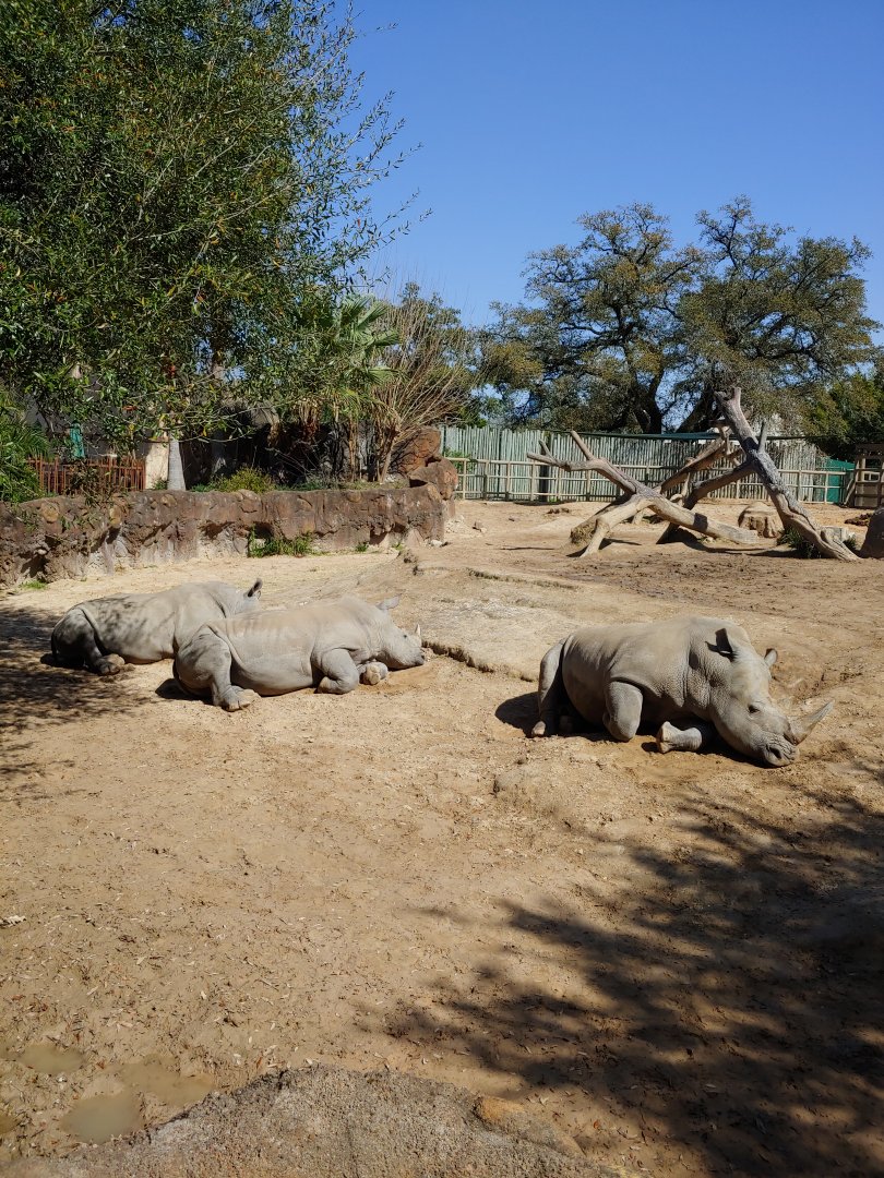 White Rhino exhibit