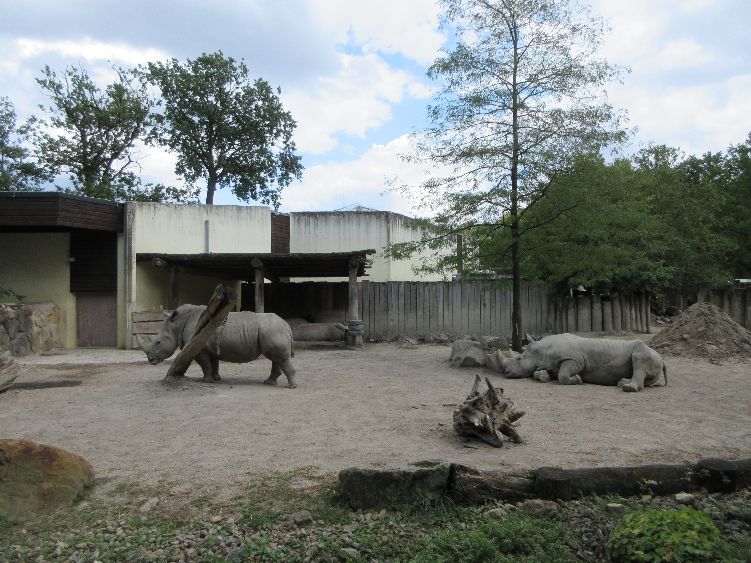 White Rhino Exhibit