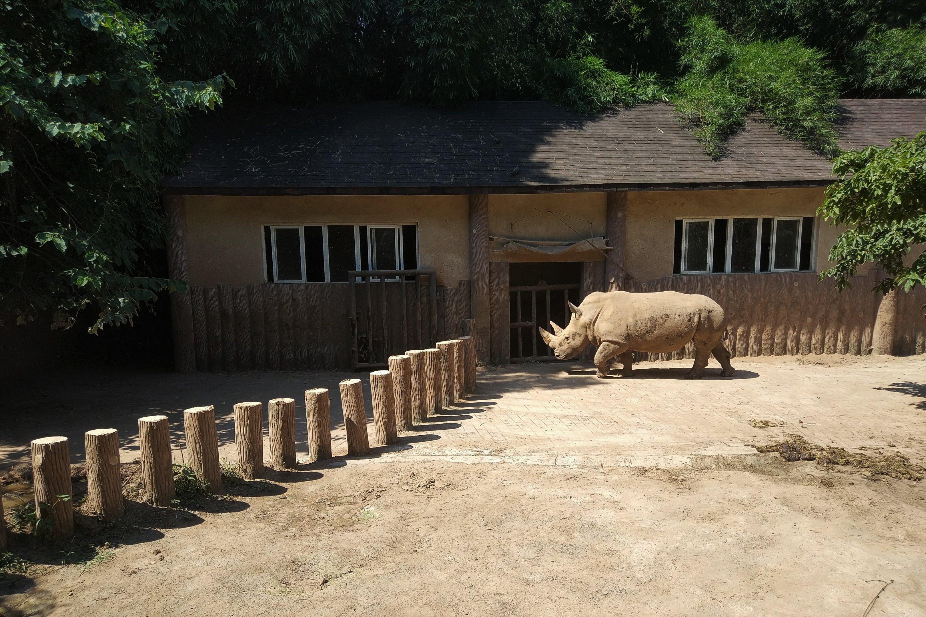 White Rhino Exhibit