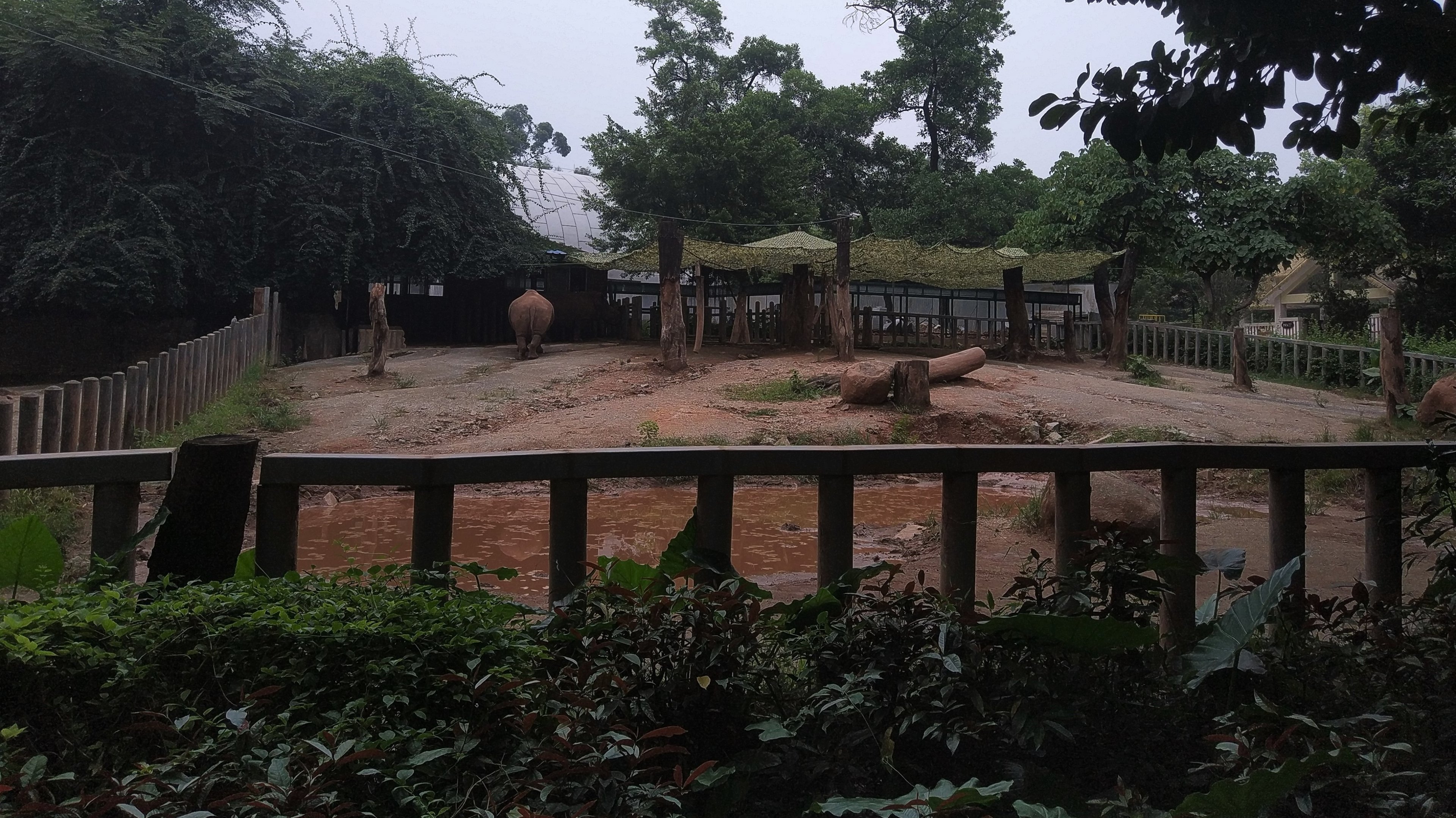 White Rhino Exhibit