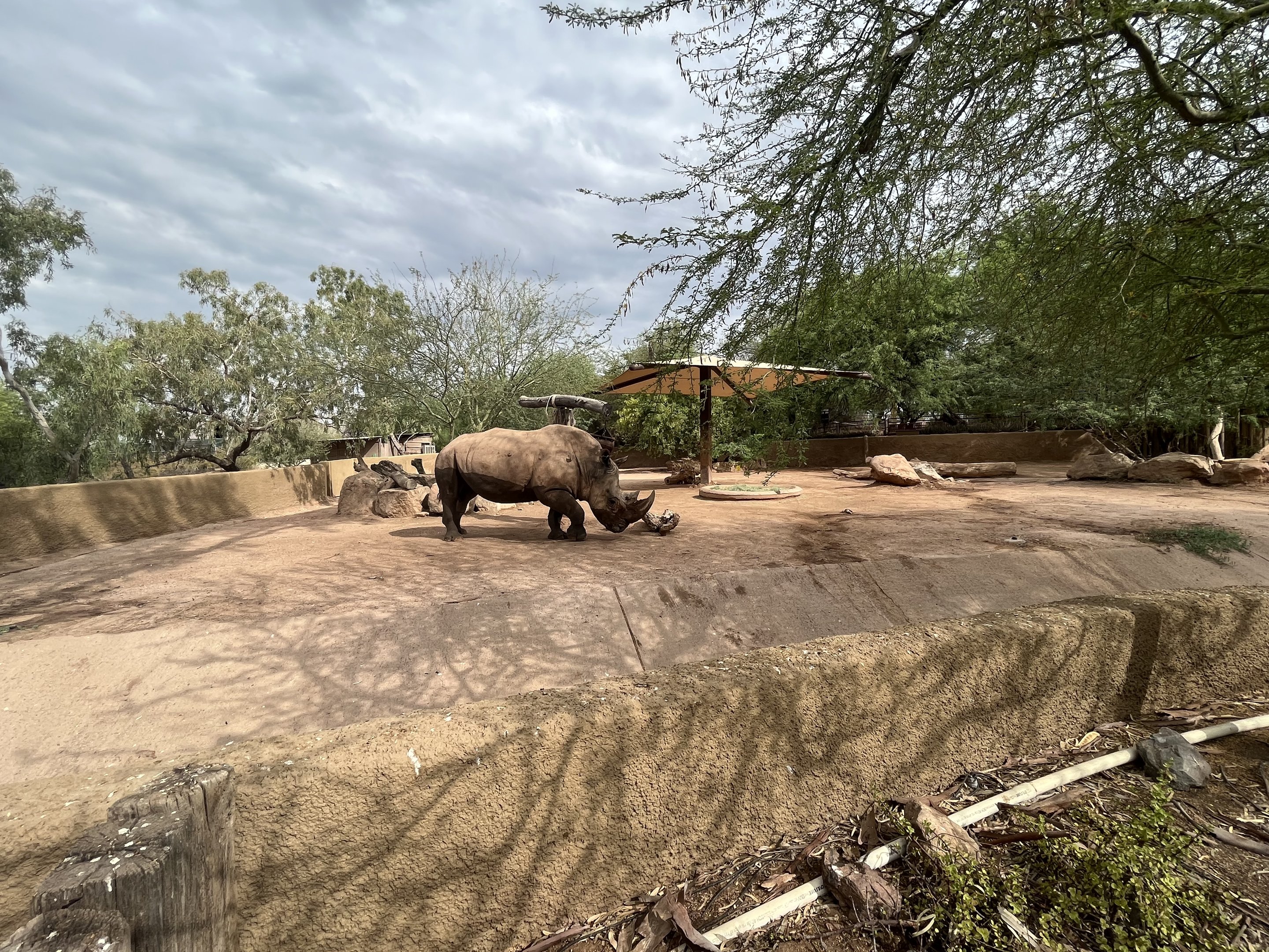 White Rhino Exhibit