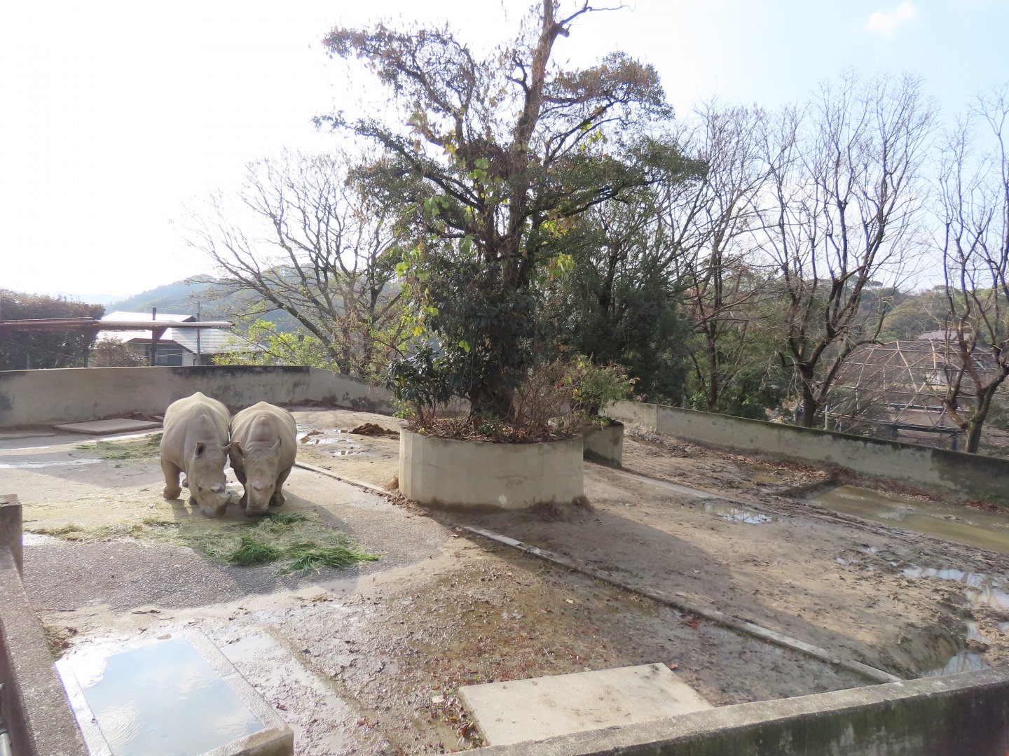 White rhino exhibit