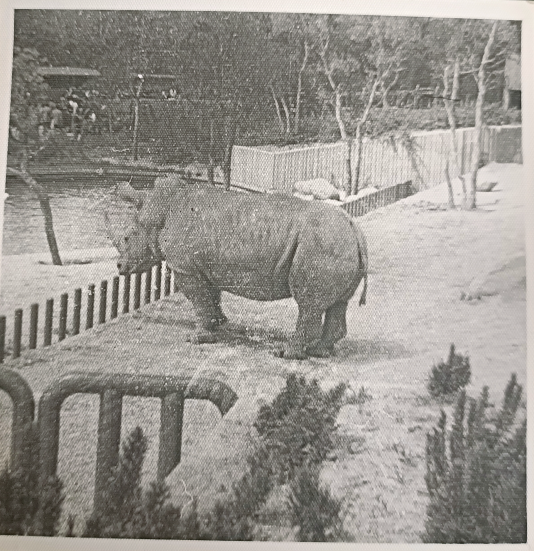 White rhino exhibit