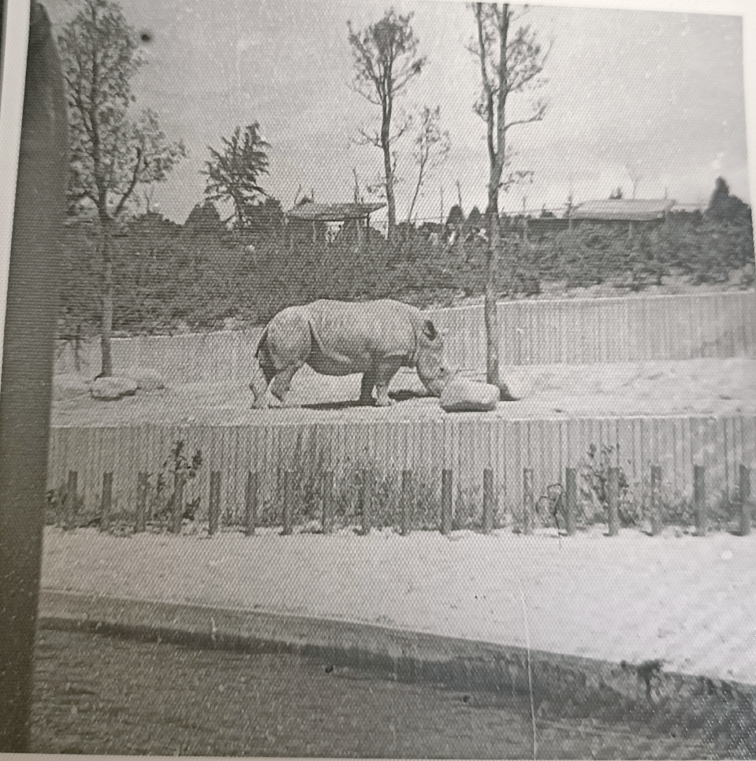 White rhino exhibit